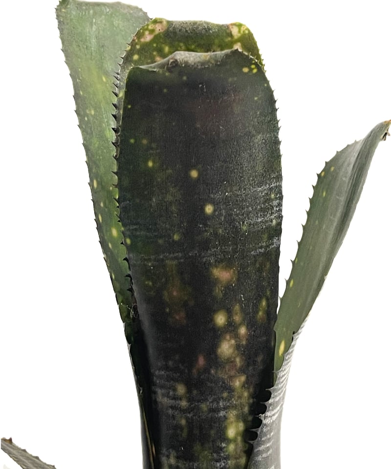 ビルベルギア オビ-ワン「Billbergia Obi - Wan」63G-3 | SHOUC