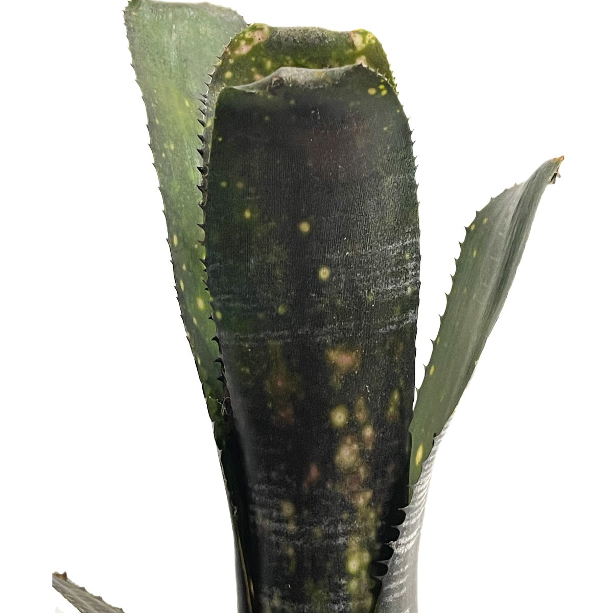 ビルベルギア オビ-ワン「Billbergia Obi - Wan」63G-3 | SHOUC