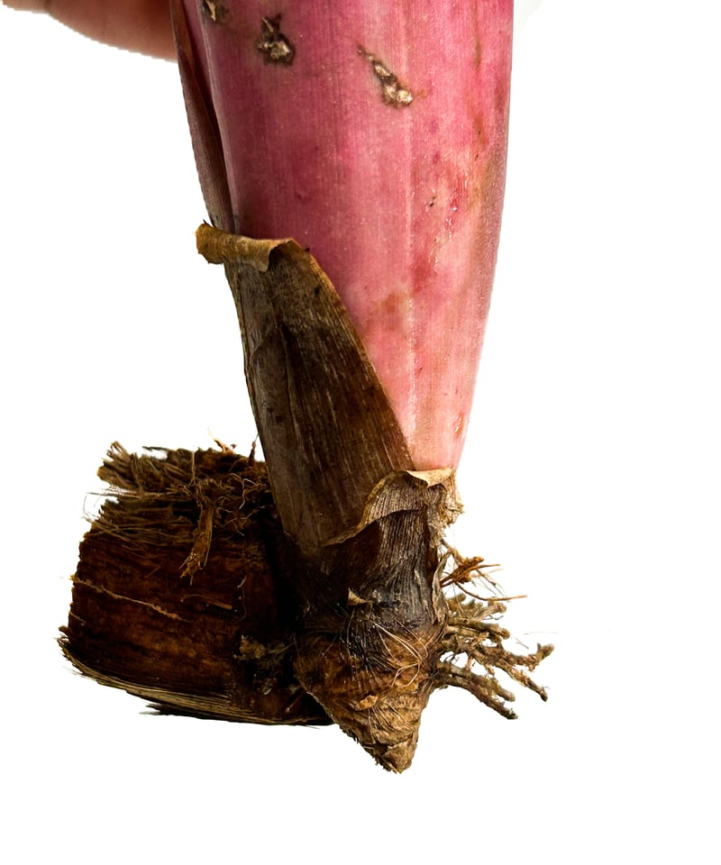 ビルベルギア チェリーグロウ「 Billbergia Cherry Glow 」3/10-77