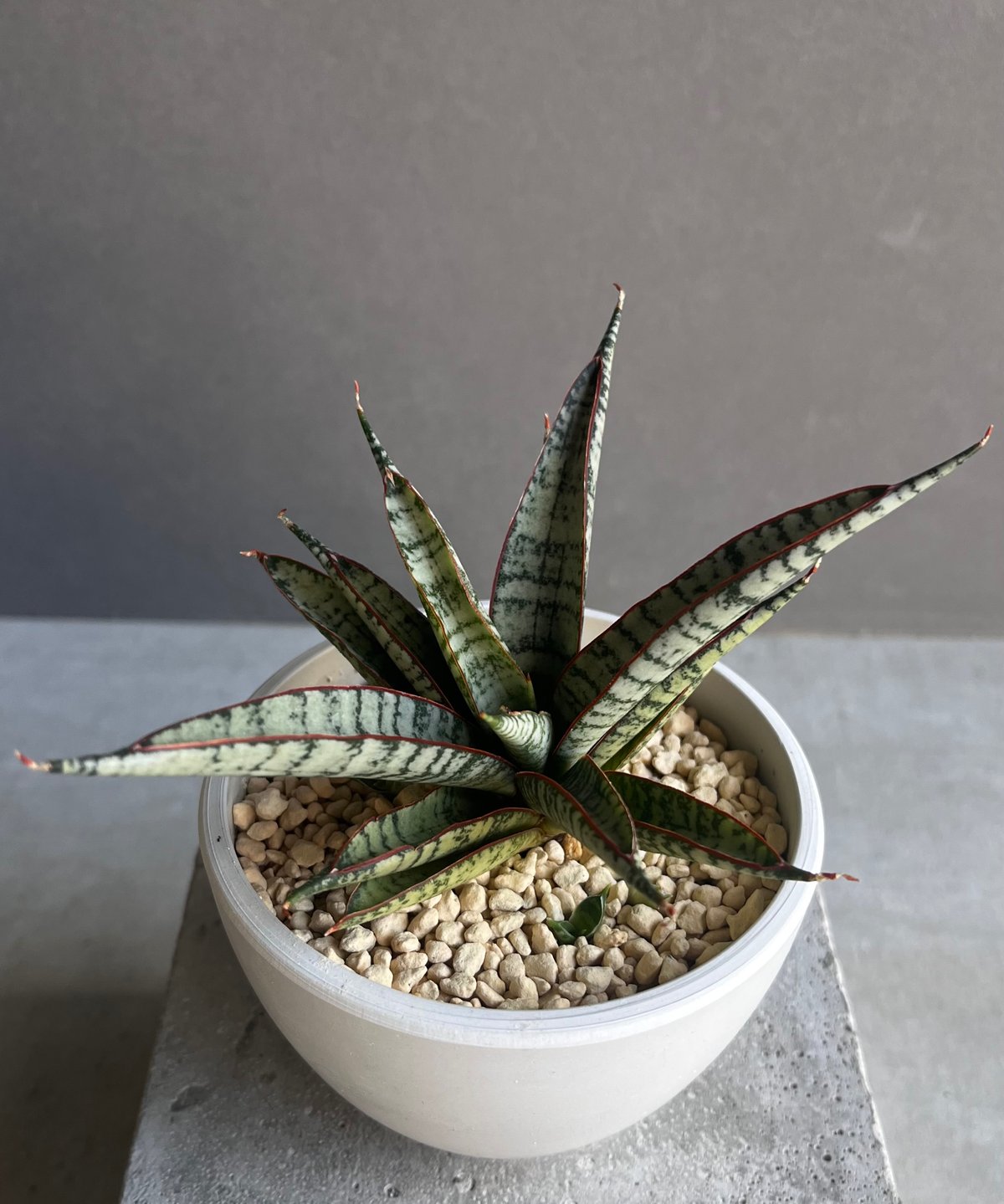 サンセベリア サンシャイン エンジェル 「Sansevieria Sunshine