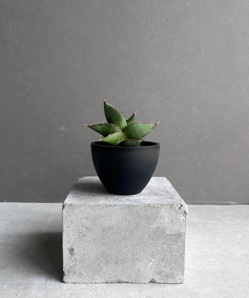 GP Sansevieria Bua Kao サンセベリア ブア カーオ サンセベリア ブア カーオ「 Sansevieria Buakaw(by Unyamanee