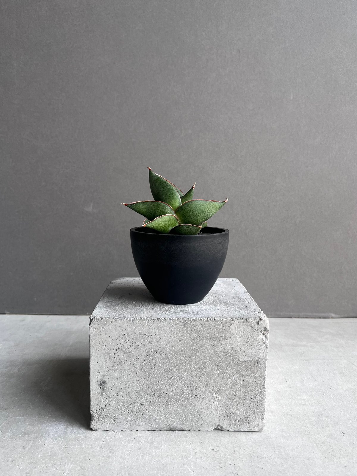 サンセベリア オペラ ハウス 「Sansevieria Opera House 」36B |