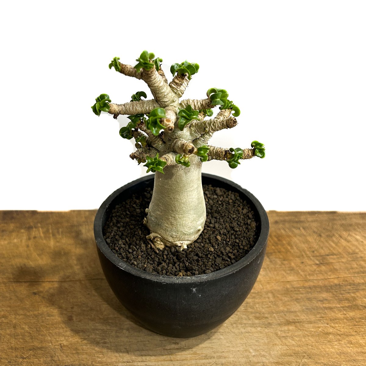 アデニウム　獅子葉　DHA D.H.A(獅子葉) – Hachi-8