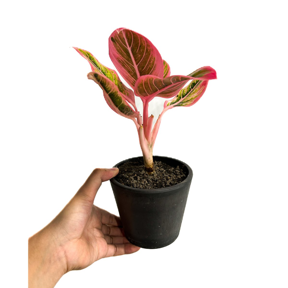 アグラオネマ ロータス デライト「Aglaonema Lotus Delight」11