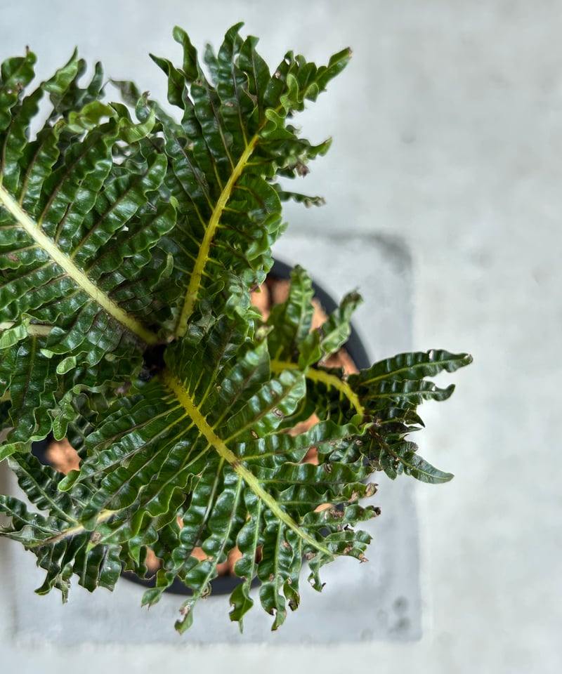 ブレクナム ギッバム ドワーフ 「Blechnum gibbum Dwarf 」91H | S