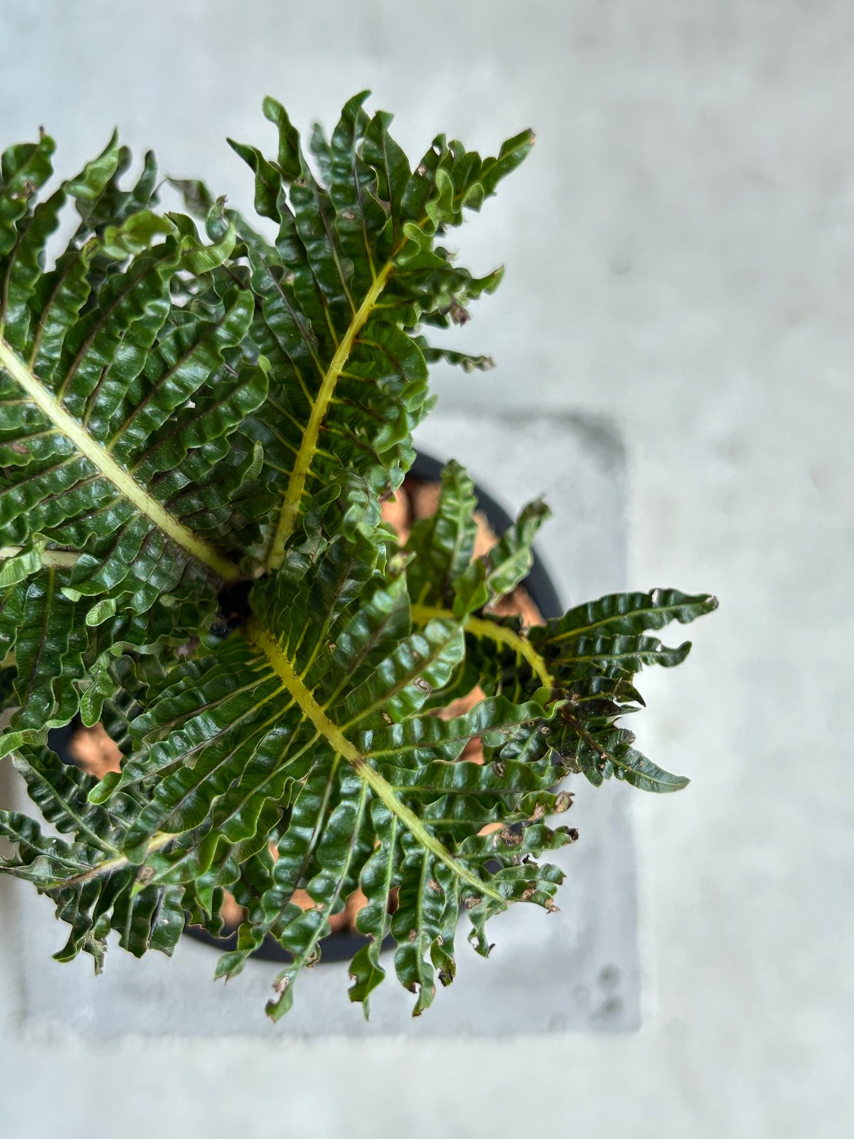 ブレクナム ギッバム ドワーフ 「Blechnum gibbum Dwarf 」91H | S