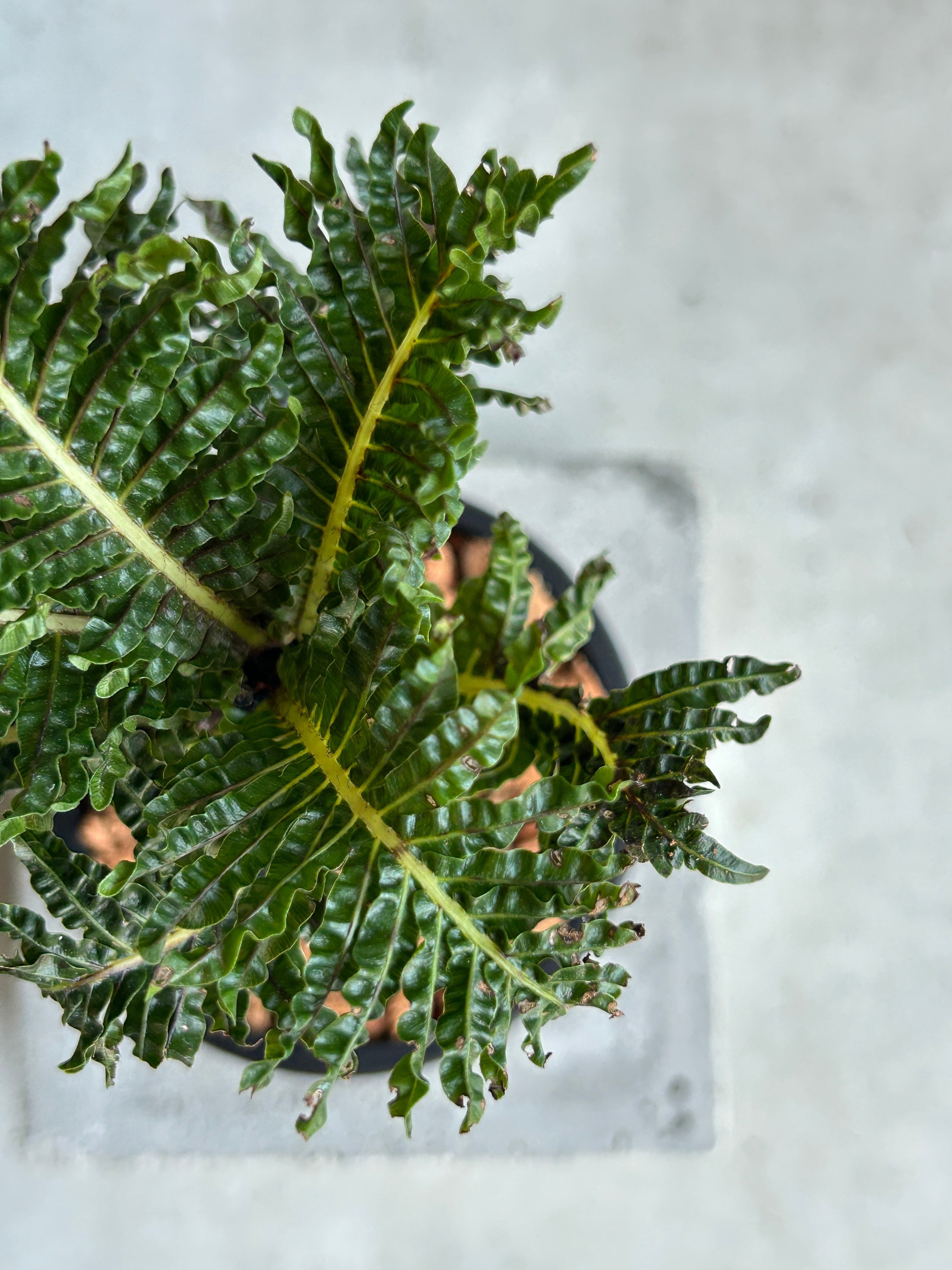 ブレクナム ギッバム ドワーフ 「Blechnum gibbum Dwarf 」91H | S
