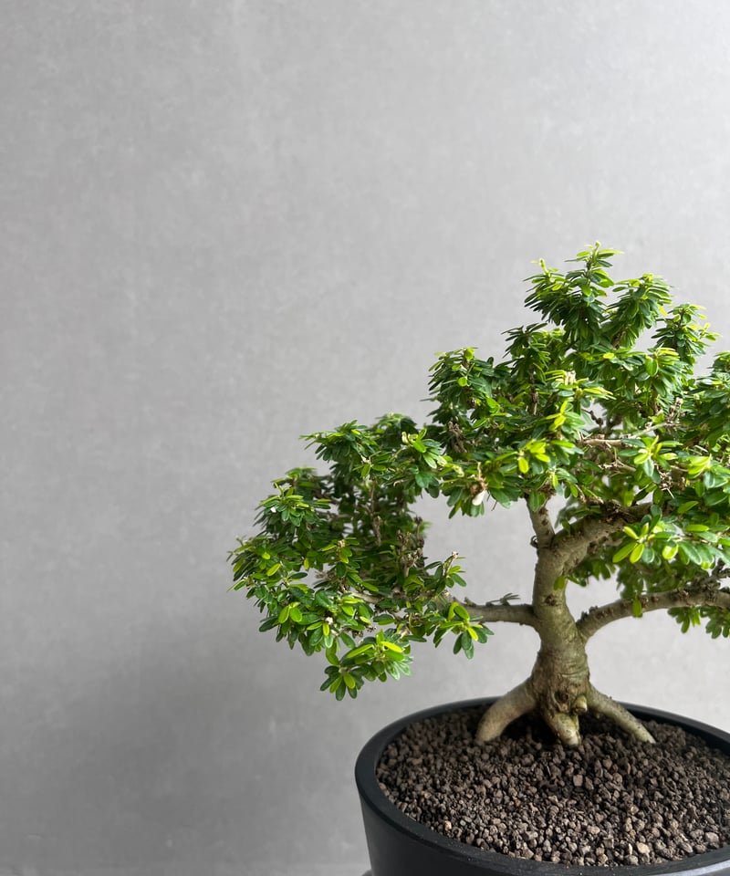 うち” 盆栽 「“UCHI” BONSAI 」64A | SHOUCHIKUEN