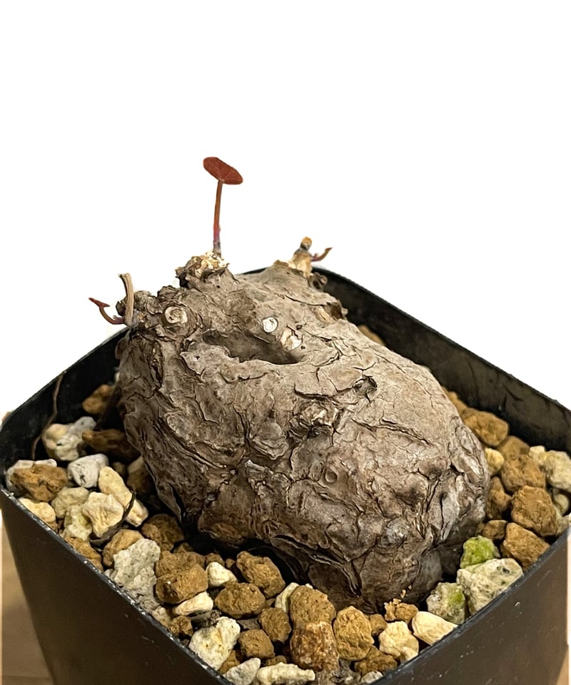 天然木（樹種：ブビンガ）製ステッキ　スペイン製 No.010 ＜希少＞ブビンガ | oitawood