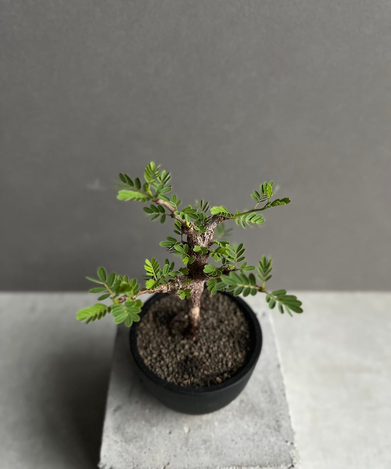 センナ メリディオナリス 実生苗 「Senna meridionalis」89A | SHOU