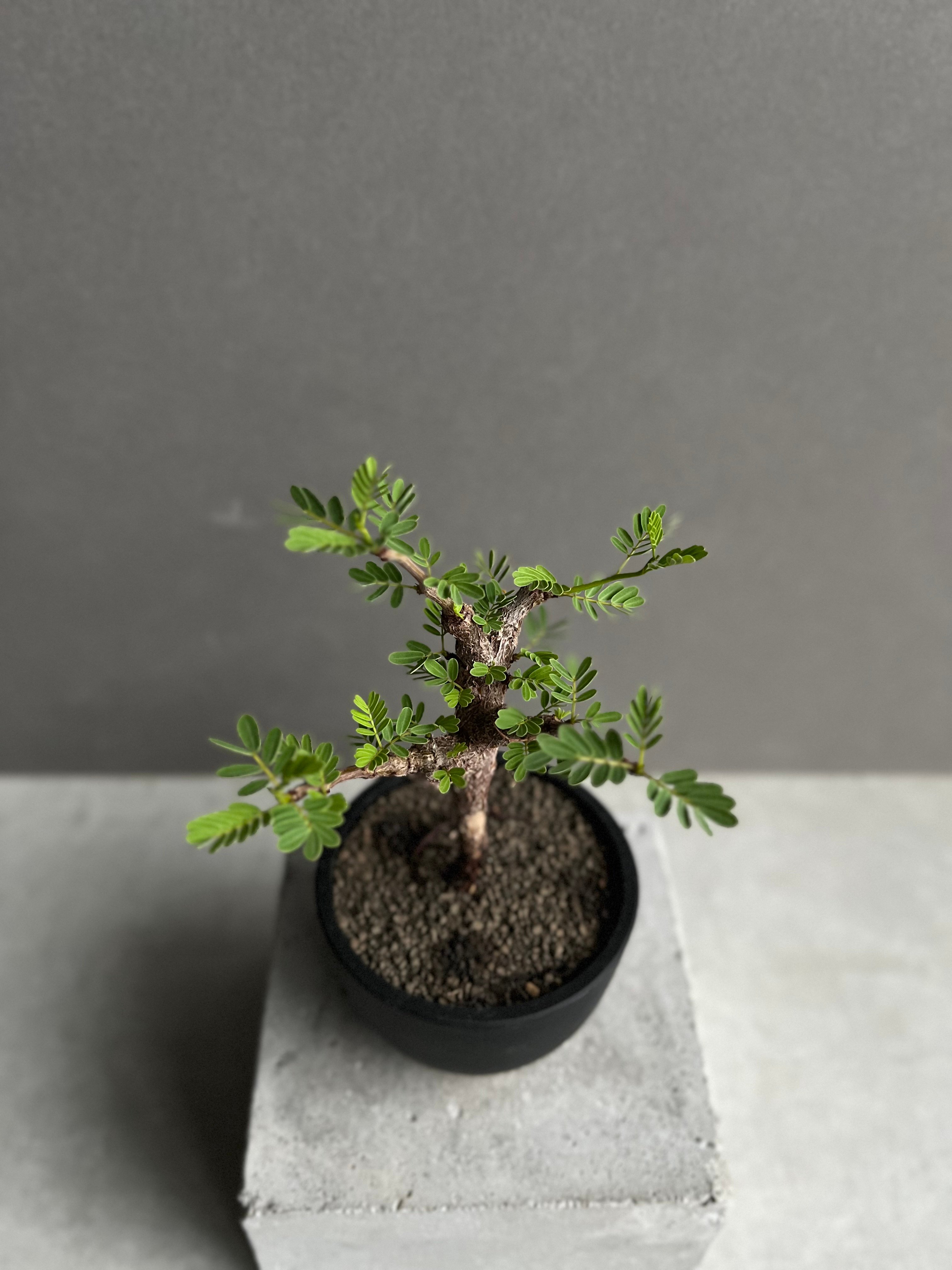 【早い者勝ち】センナメリディオナリス センナ メリディオナリス 実生苗 「Senna meridionalis」89A | SHOU