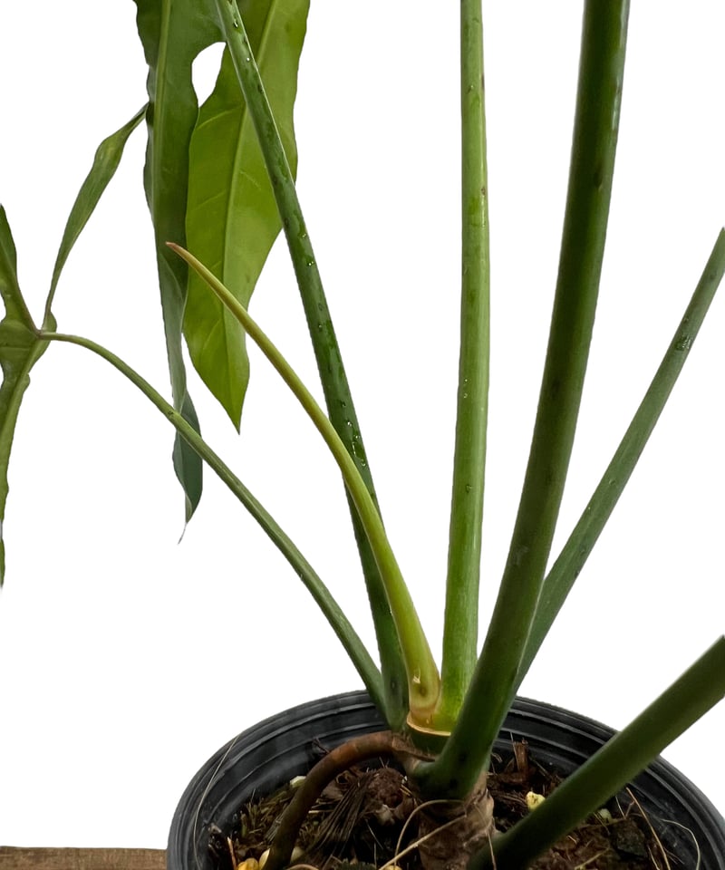 フィロデンドロン ロンギロバトム 'レラノ ミヤノ' 「Philodendron