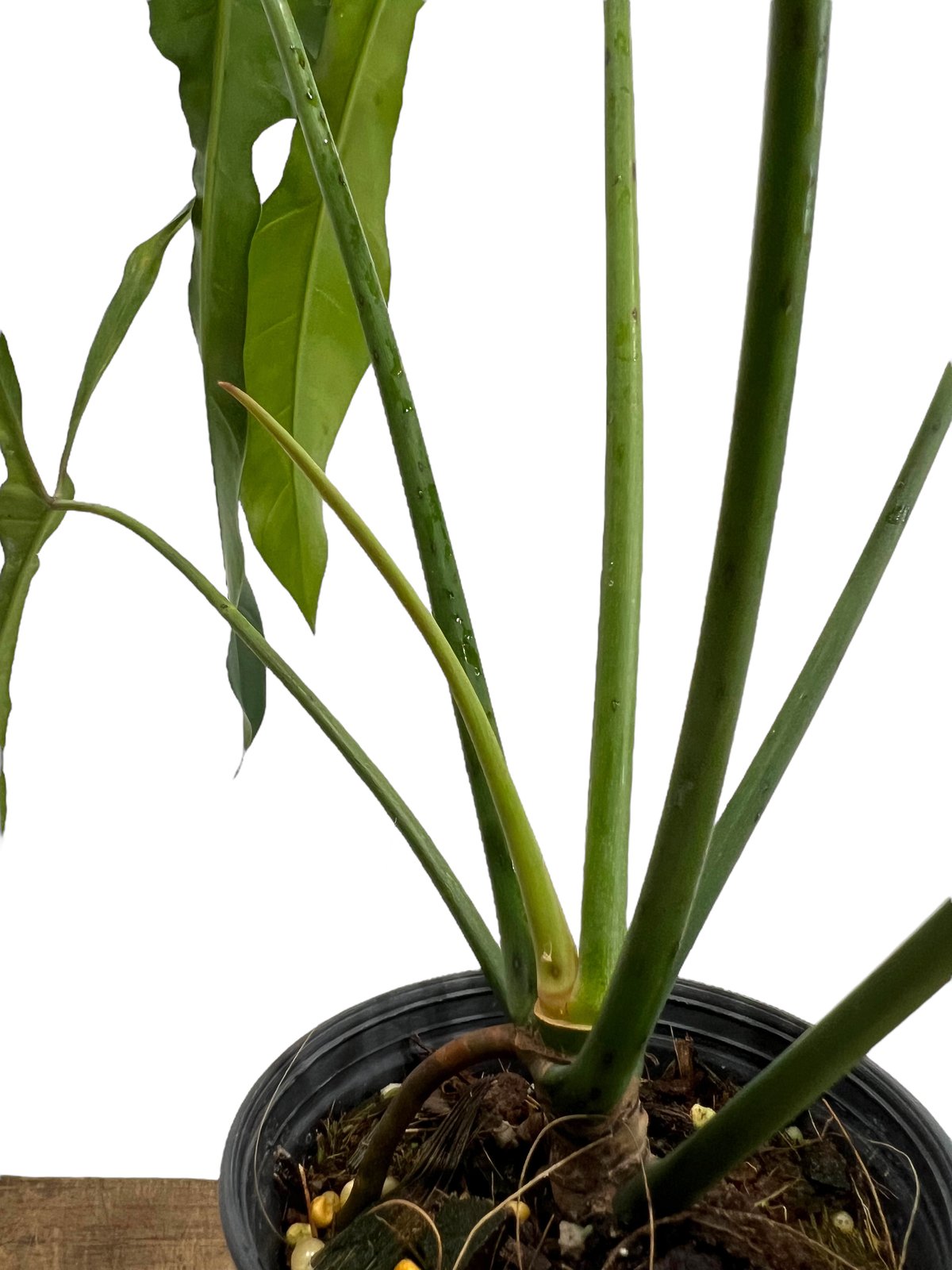 フィロデンドロン ロンギロバトム 'レラノ ミヤノ