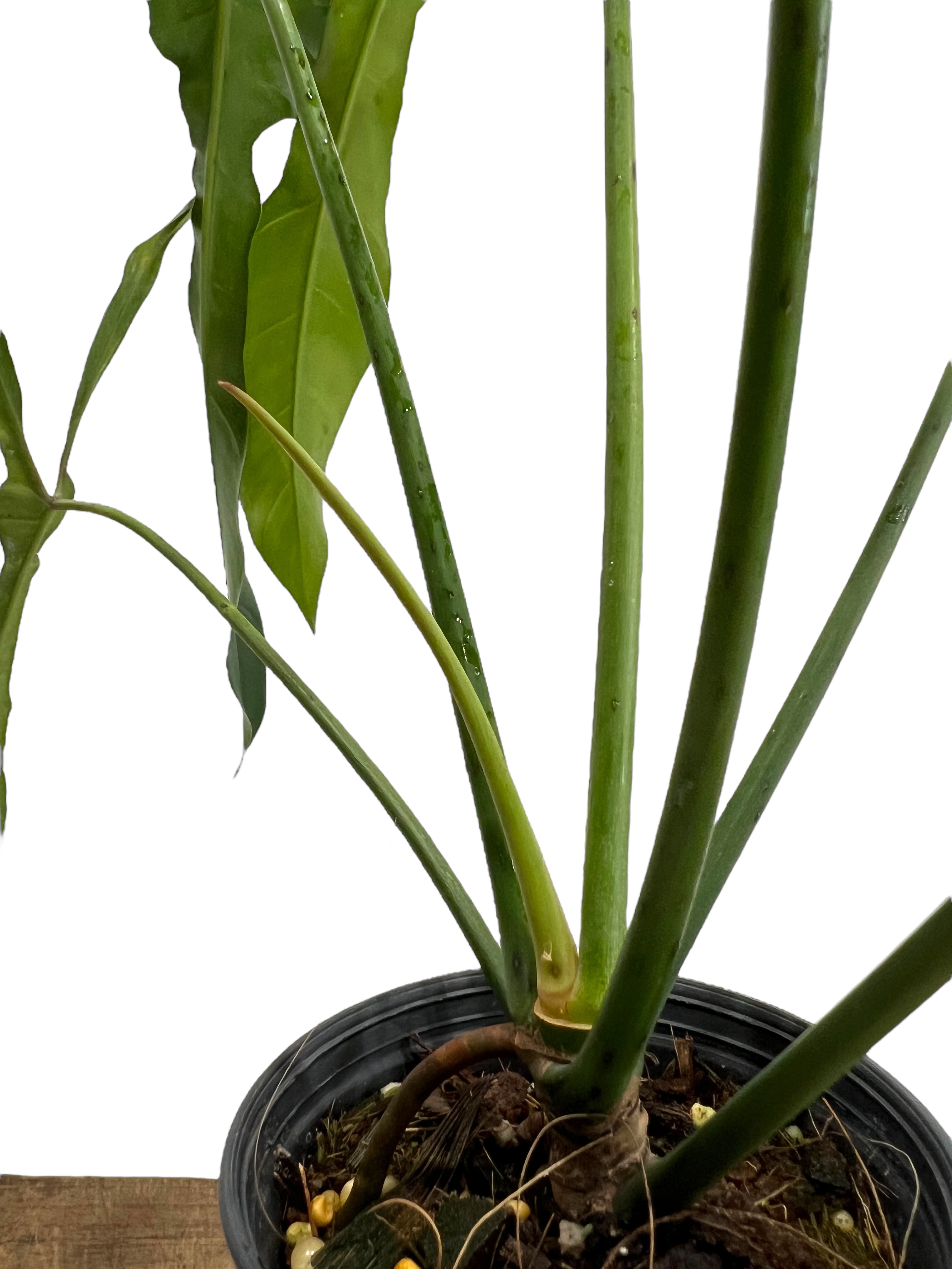 フィロデンドロン ロンギロバトム 'レラノ ミヤノ' 「Philodendron