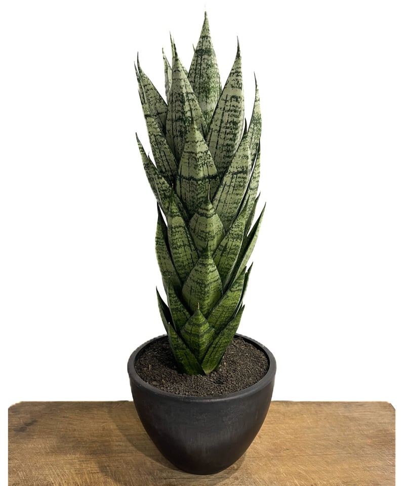 サンセベリア エーレンデル「Sansevieria Ehrendel」4/20-357 | S