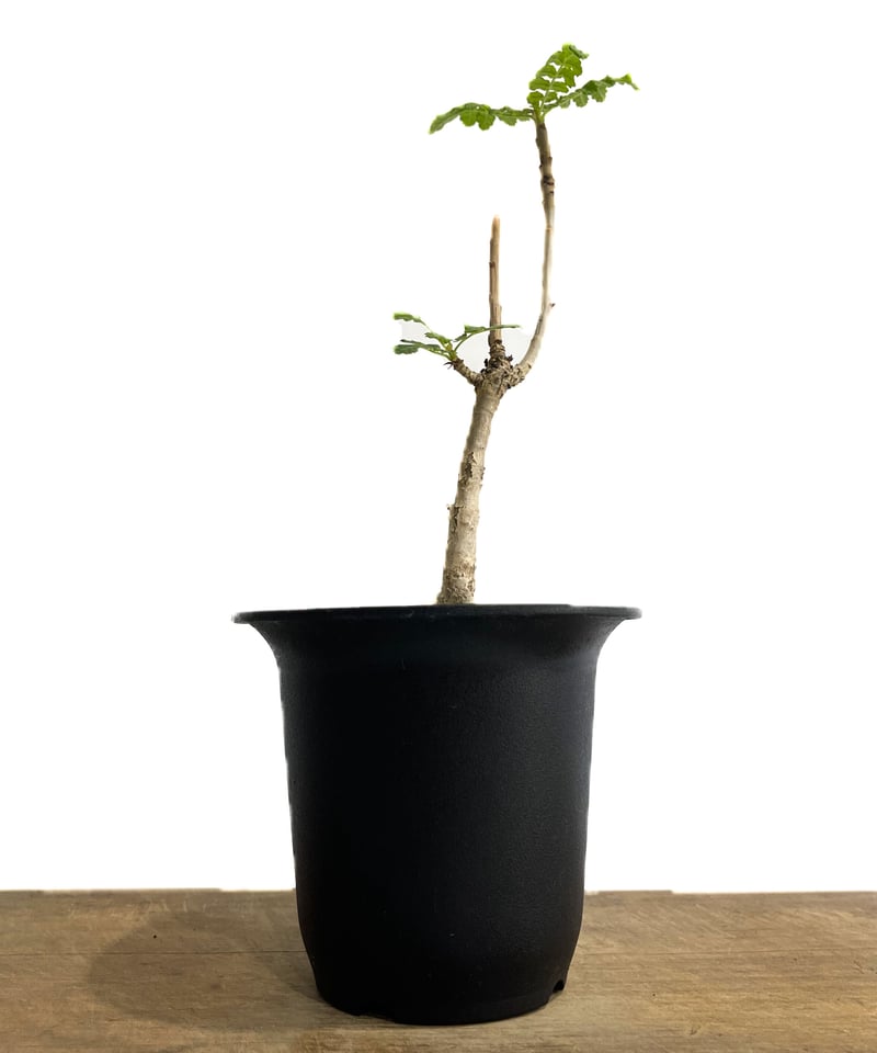 ボスウェリア サクラ (実生苗)「 Boswellia Sacra」4/12-279 | SH ボスウェリア サクラ (実生苗)「 Boswellia Sacra」4/12-279 | SH