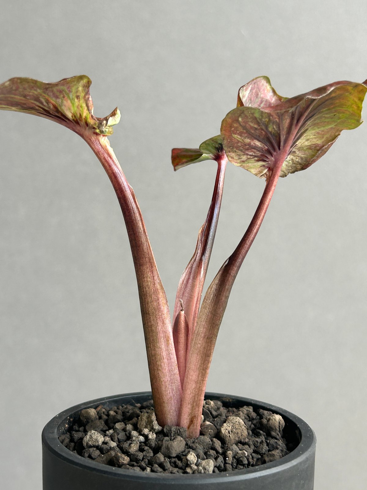 カラジウム　カラジューム　タイハイブリッド　ヒラヒラ系 カラジューム ハイブリッド “ビッグ アス”「Caladium Hybrid