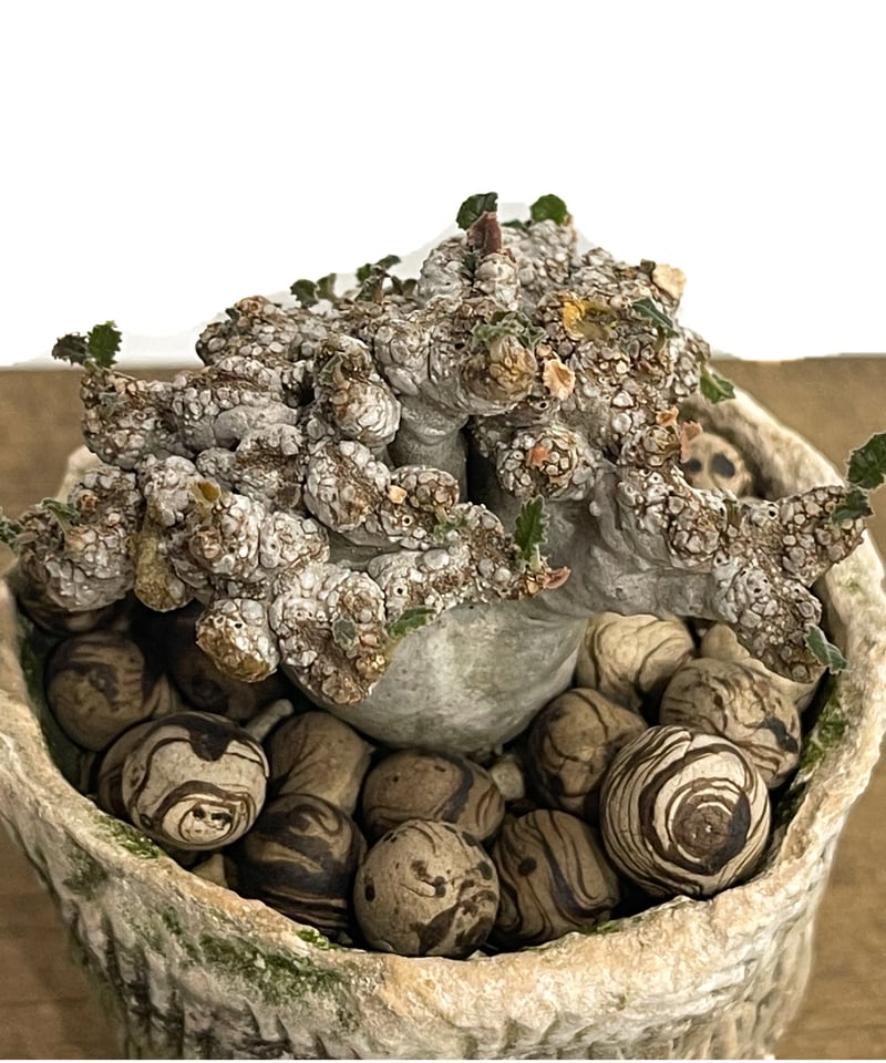 ドレステニア　ラブラニー　綴化(てっか) 現品 ドルステニア ラブラニー 綴化 + 陶器「Dorstenia lavrani cristata