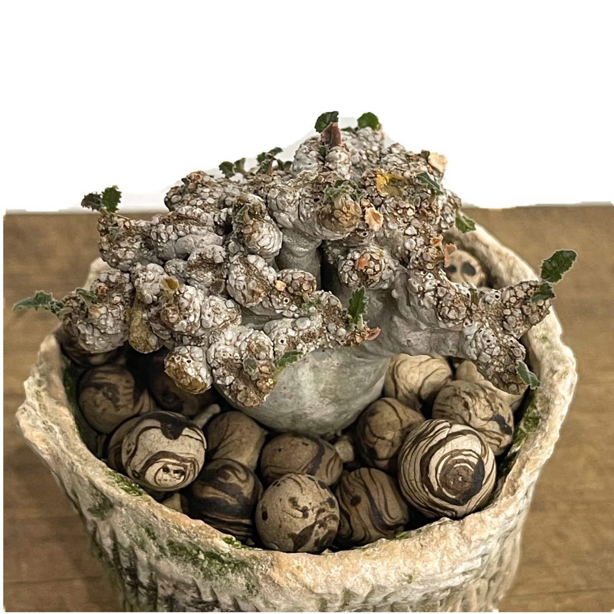 ドルステニア ラブラニー 綴化 + 陶器「Dorstenia lavrani cristata