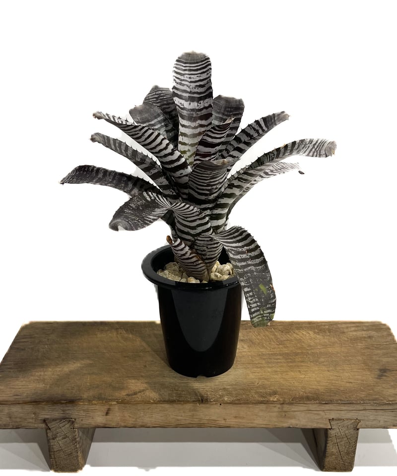 エクメア チャンティニー ブラック「Aechmea chantinii Black」5/9-4