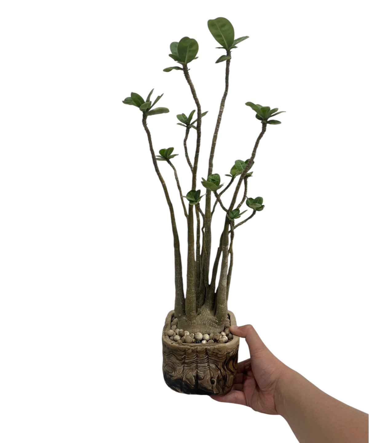 アデニウム タイソコトラナム 変異種+pmp「Adenium thai socotranum