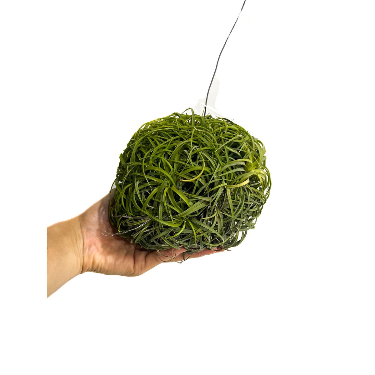 ティランジア イオナンタ ドゥルイド ボールタイプ「Tillandsia