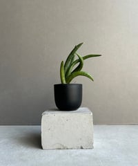 パイパー ニグラム 斑入 「Piper nigrum variegated」4Z | SHOU