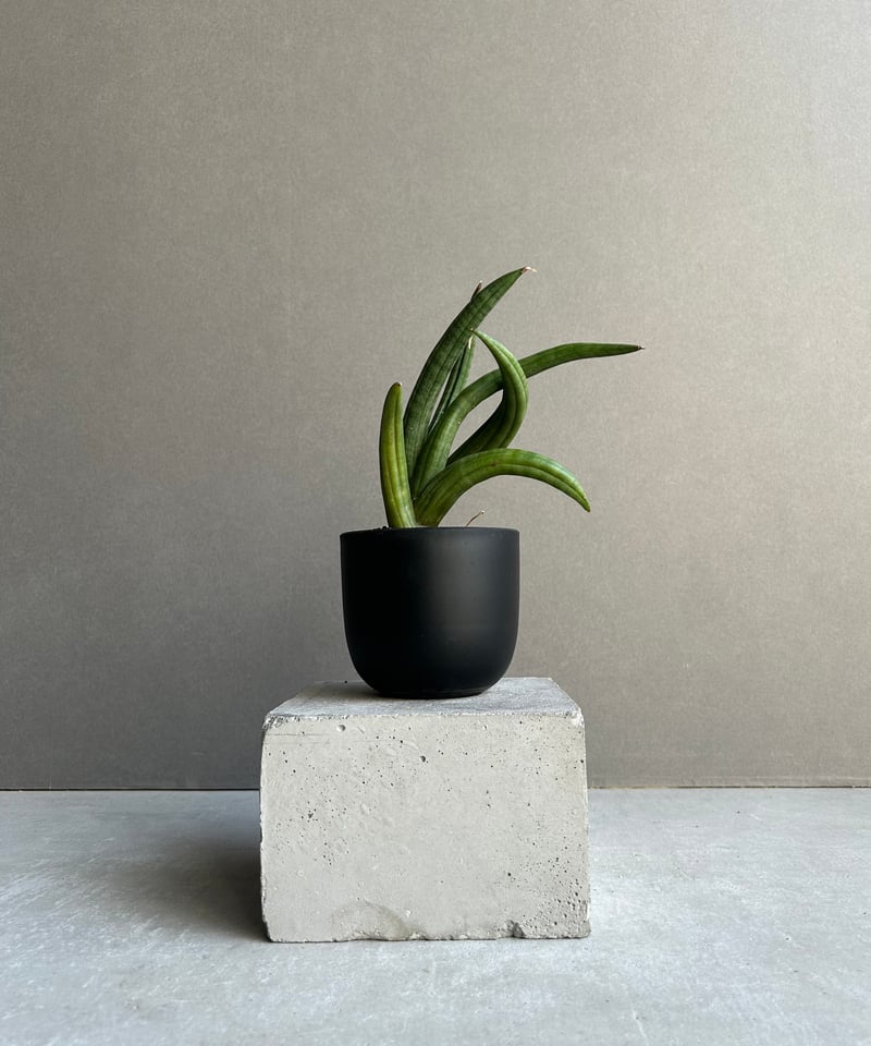 サンセベリア アンヤマニー ハイブリッド “トルネード”「Sansevieria