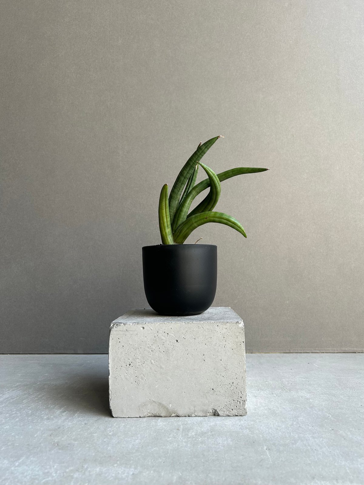 EMP サンセベリア アンヤマニーハイブリッド ドワーフE1 / SA264 Sansevieria Unyamanee hybrid dwarf E1 サンセベリア アンヤマニー