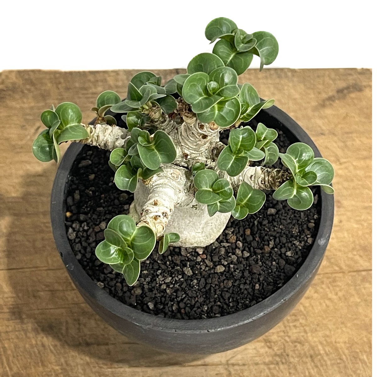 【獅子葉/アデニウム】Dorset Horn Adenium（DHA) - 21 アデニウム D.H.A (獅子葉)「Adenium D.H.A (Dorset Horn Ad