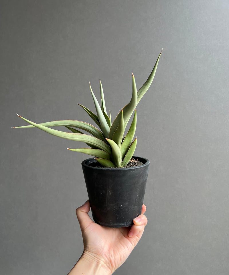 サンセベリア バイ-ビッド 「Sansevieria Bi-Bid (by Unyamanee