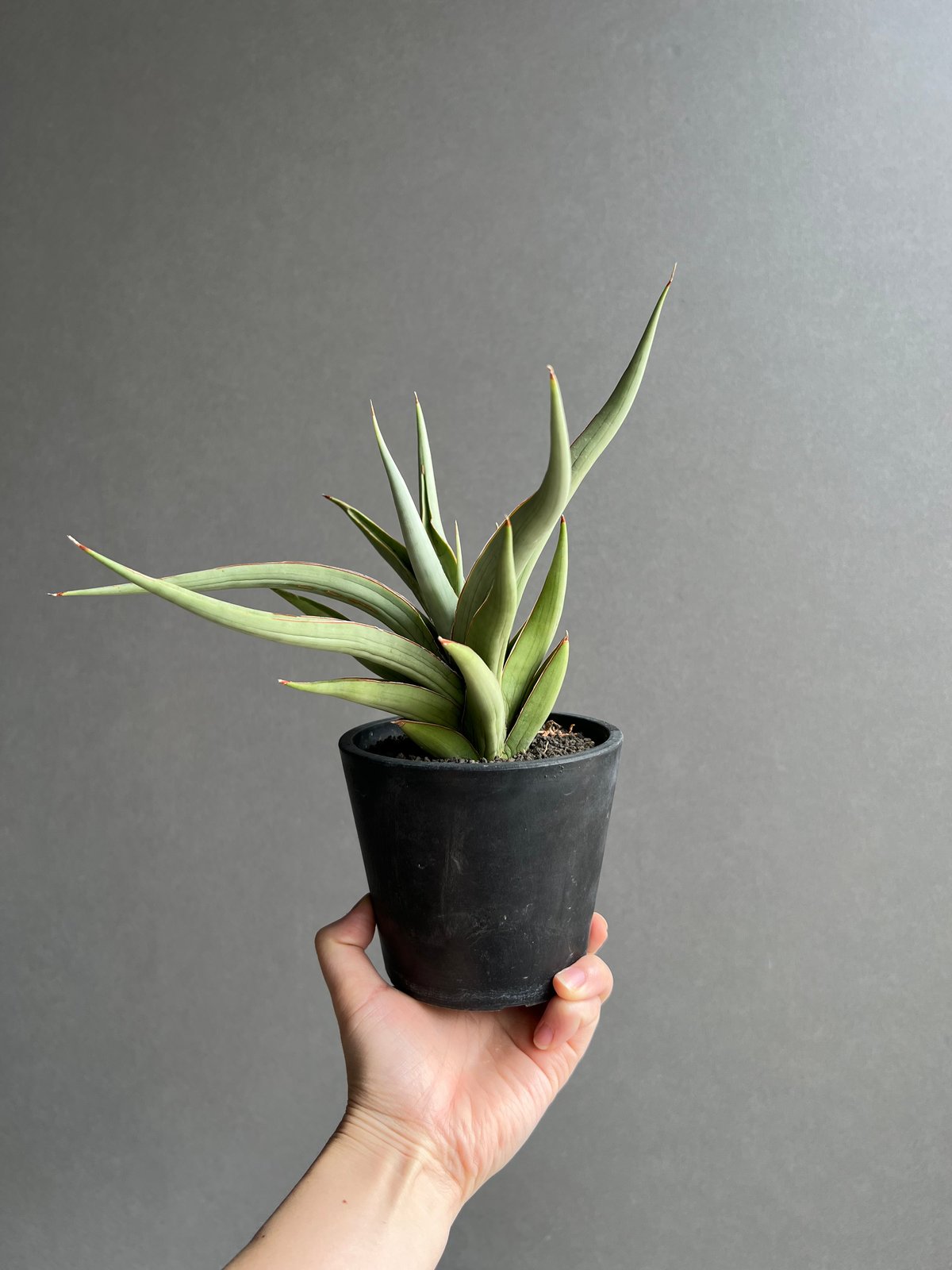 超絶希少❗️サンスベリア　バイビット✨ サンセベリア バイ-ビッド 「Sansevieria Bi-Bid (by Unyamanee