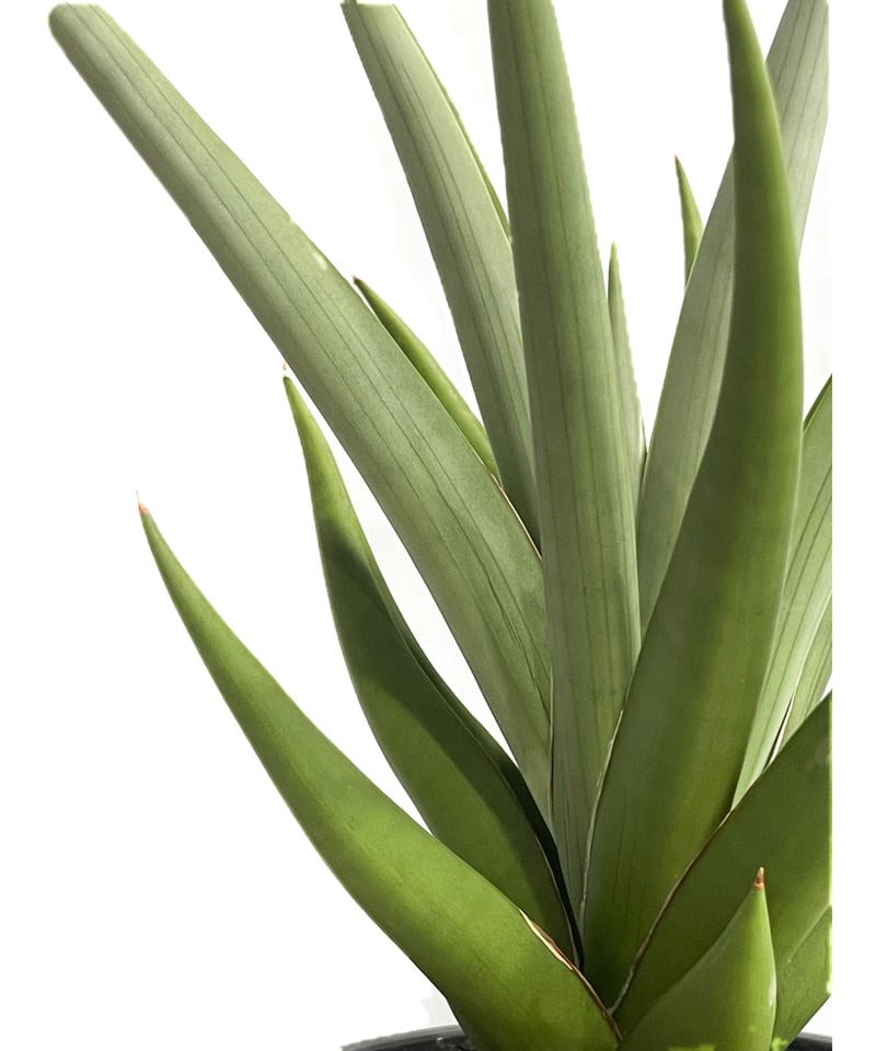 サンセベリア チャニン「Sansevieria Chanin(by Unyamanee Gar...