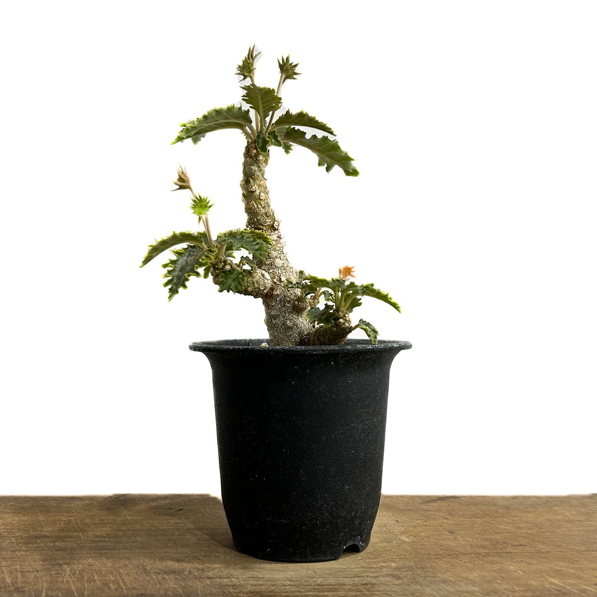 ドルステニア ホルウッディ×ラブラニー 「Dorstenia horwoodii× lavra