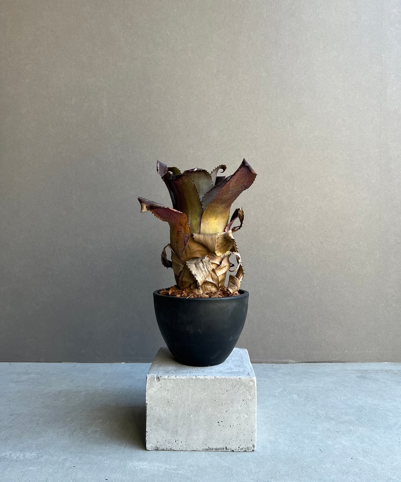 ホヘンベルギア　エドムンドイ　希少種 ホヘンベルギア エドムンドイ 希少種 ホヘンベルギア