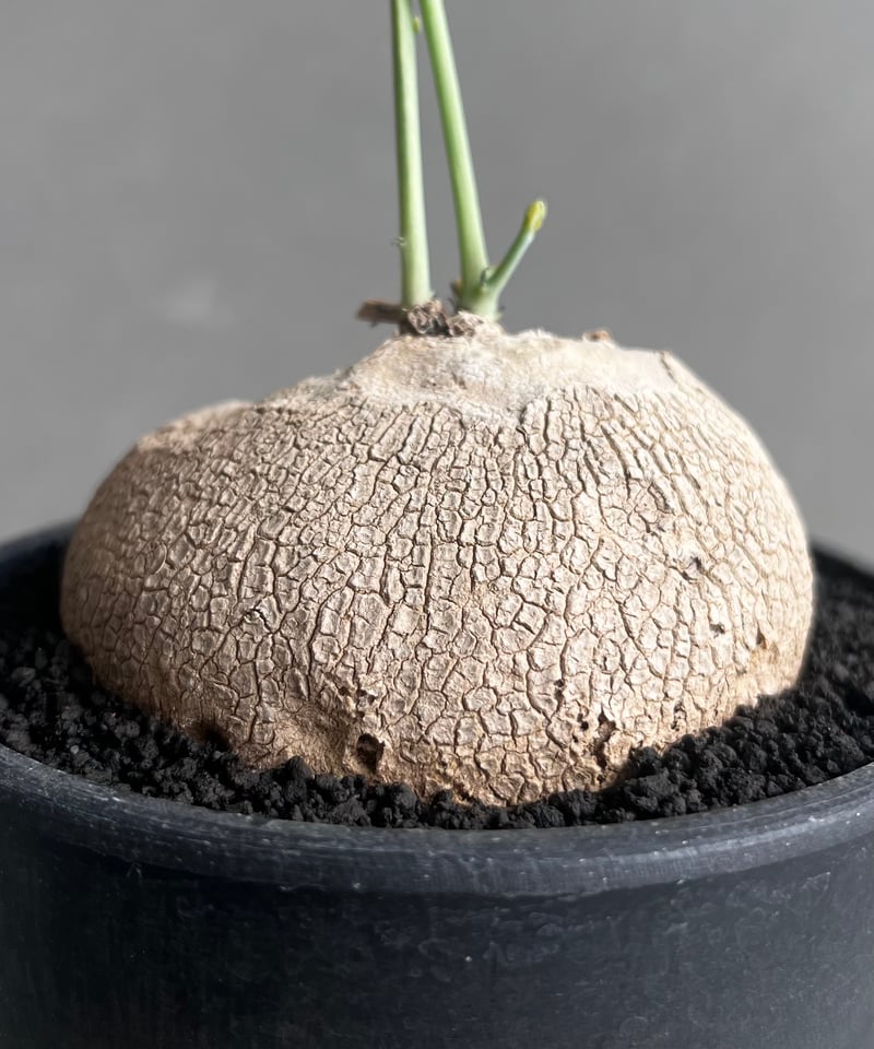 ステファニア エレクタ 「Stephania erecta」46B | SHOUCHIKUEN