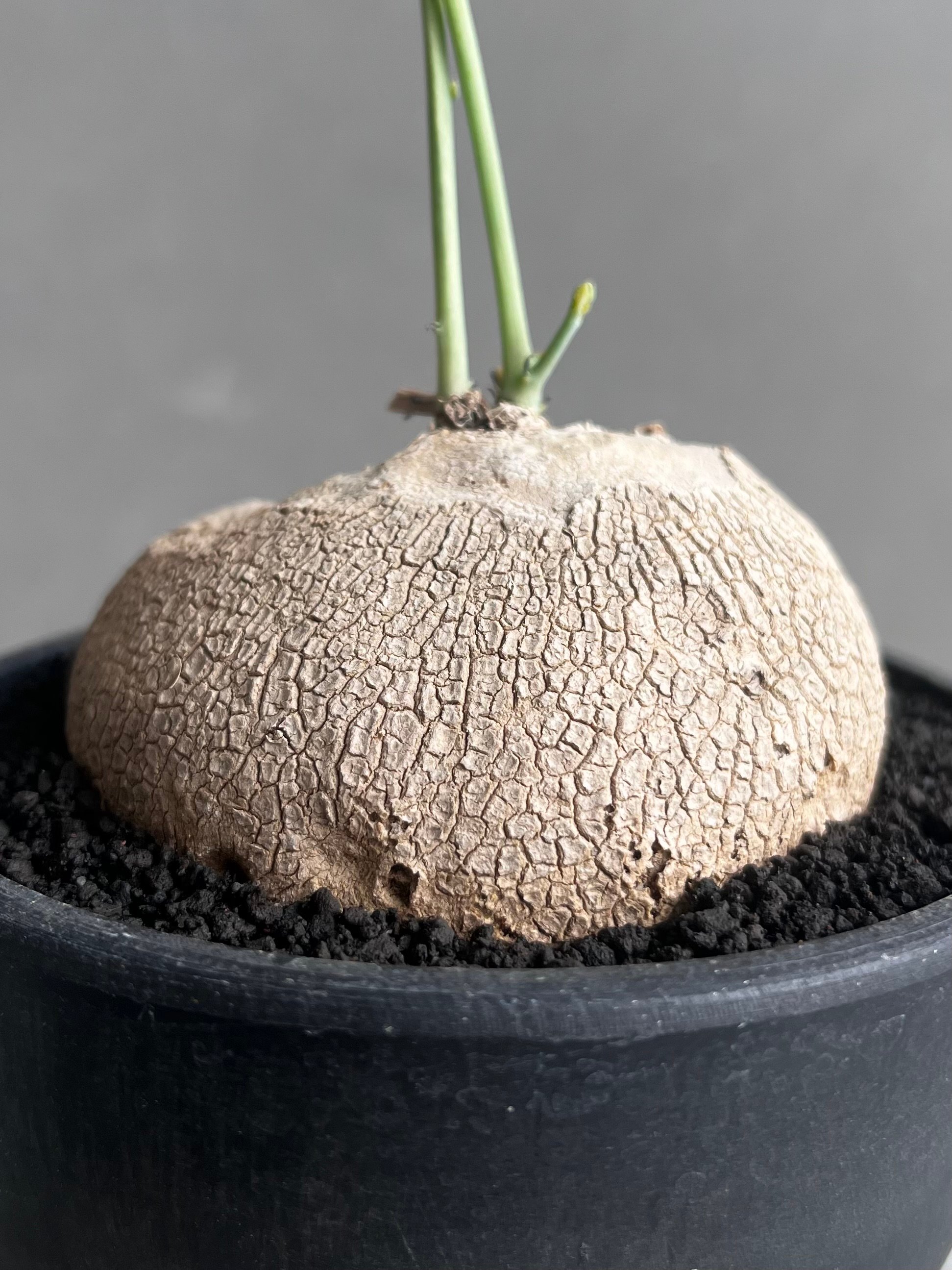 ステファニア エレクタ 「Stephania erecta」46B | SHOUCHIKUEN