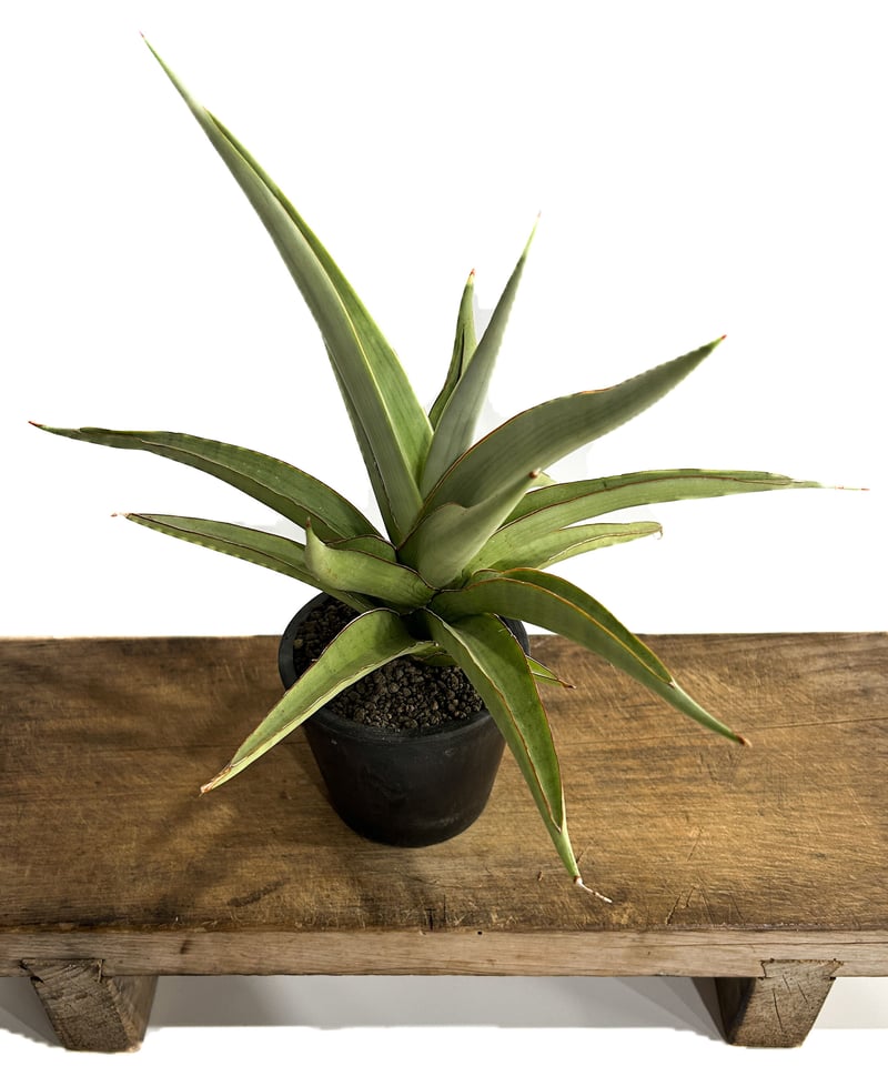 サンセベリア チャオプラヤ「Sansevieria Chao Phraya (by Unyam