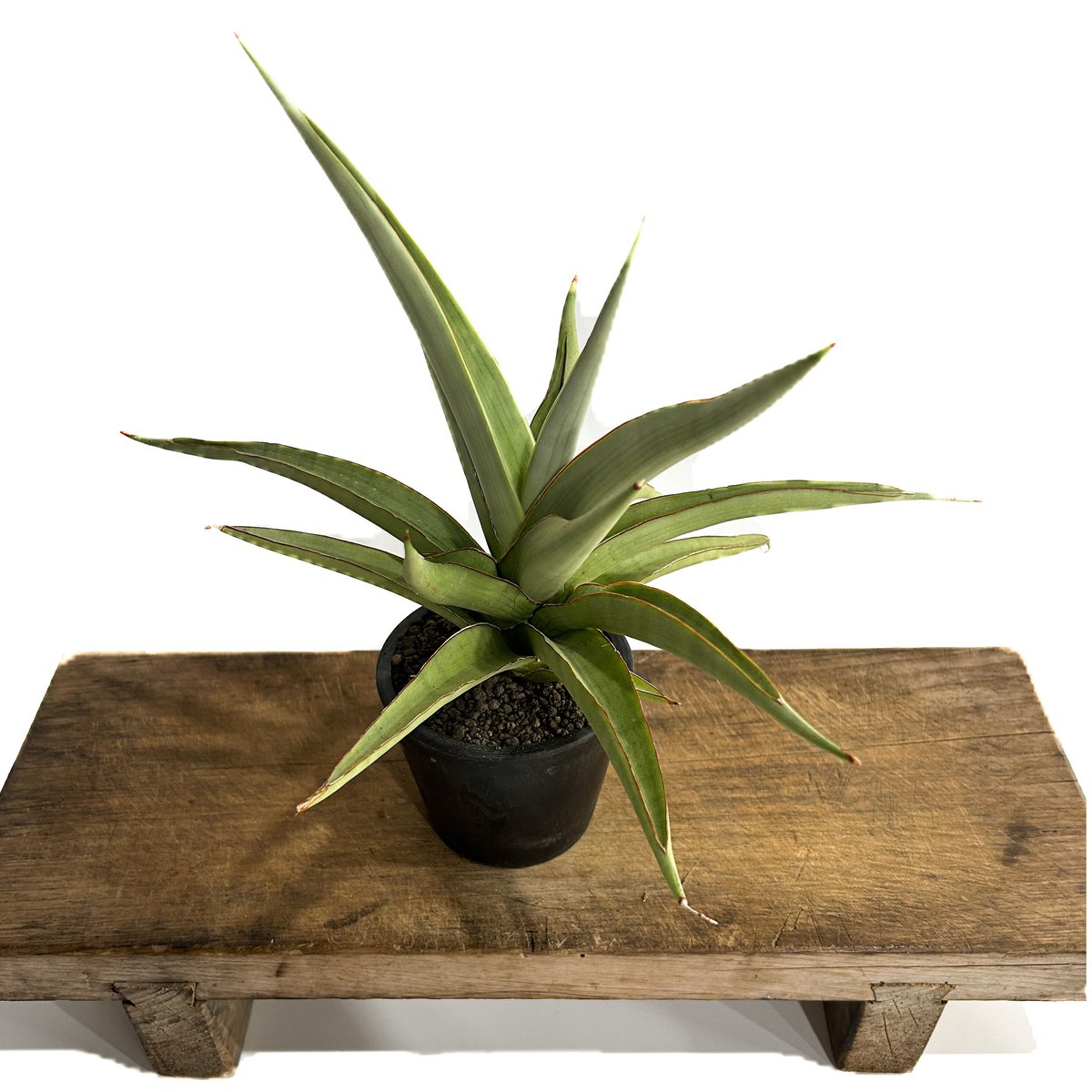 サンセベリア チャオプラヤ「Sansevieria Chao Phraya (by Unyam