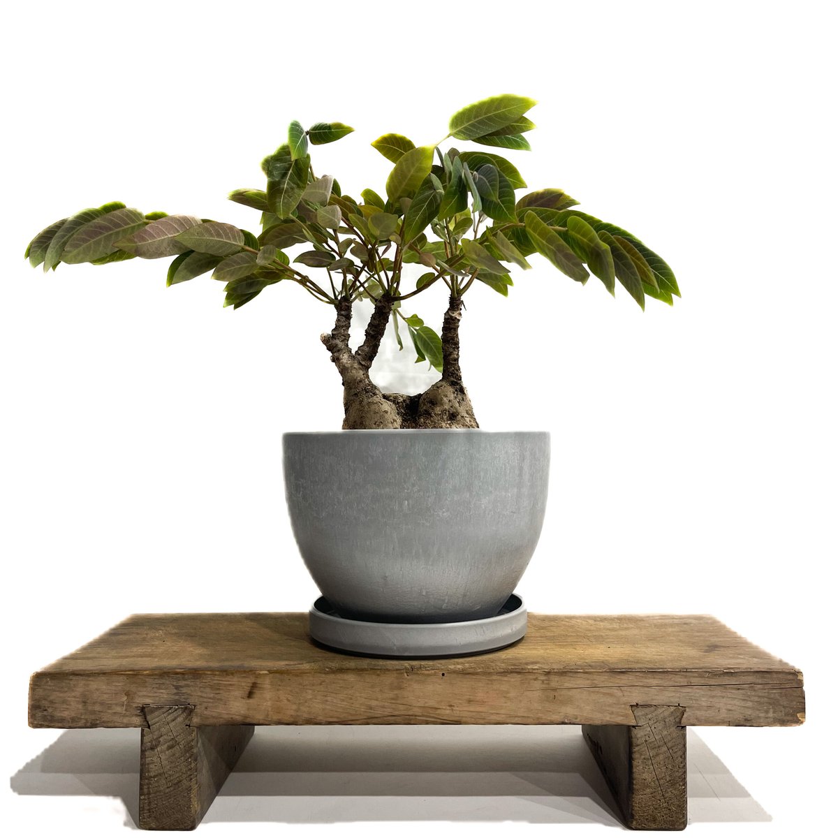 フィランサス ミラビリス「Phyllanthus mirabilis」8/25-93B | S