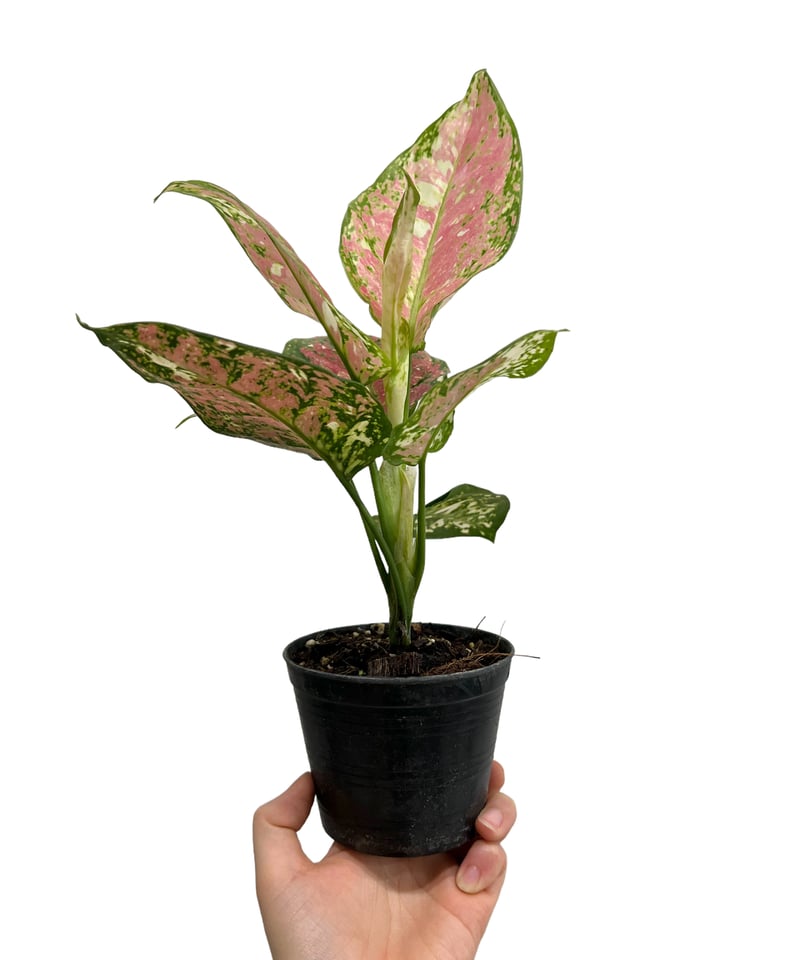 アグラオネマ アンヤマニー トリカ ラー 「Aglaonema Unyamanee Tri C