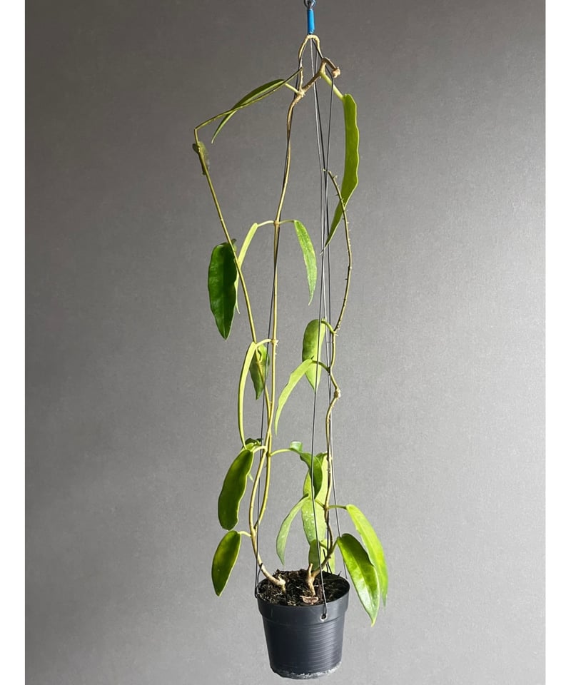 ホヤ アークボルディアーナ ピンク 「Hoya archboldiana pink 」70U