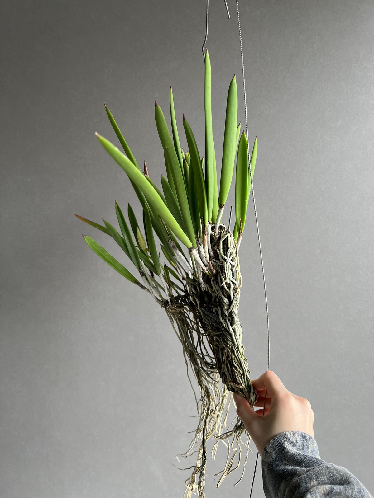 ブラッサボラ ノドサ (アンマン x スーザン フークス