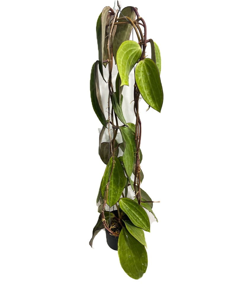 ホヤ クランデスティナ イエロー「Hoya clandestina Yellow」7/18-1