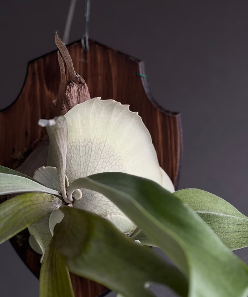 ビカクシダ モンキー シルバー #3（子株） 「Platycerium Monkey Silv