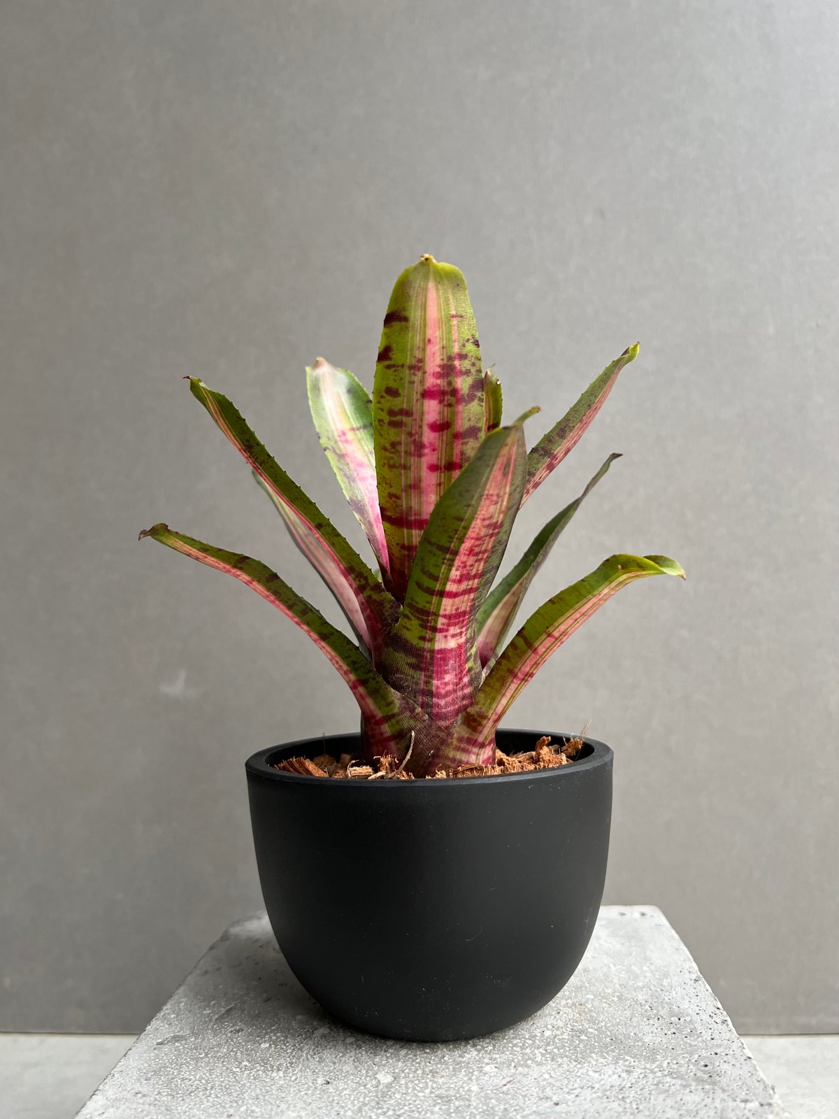 ネオレゲリア アベンチュラ 「Neoregelia Aventura」81C | SHOUCH