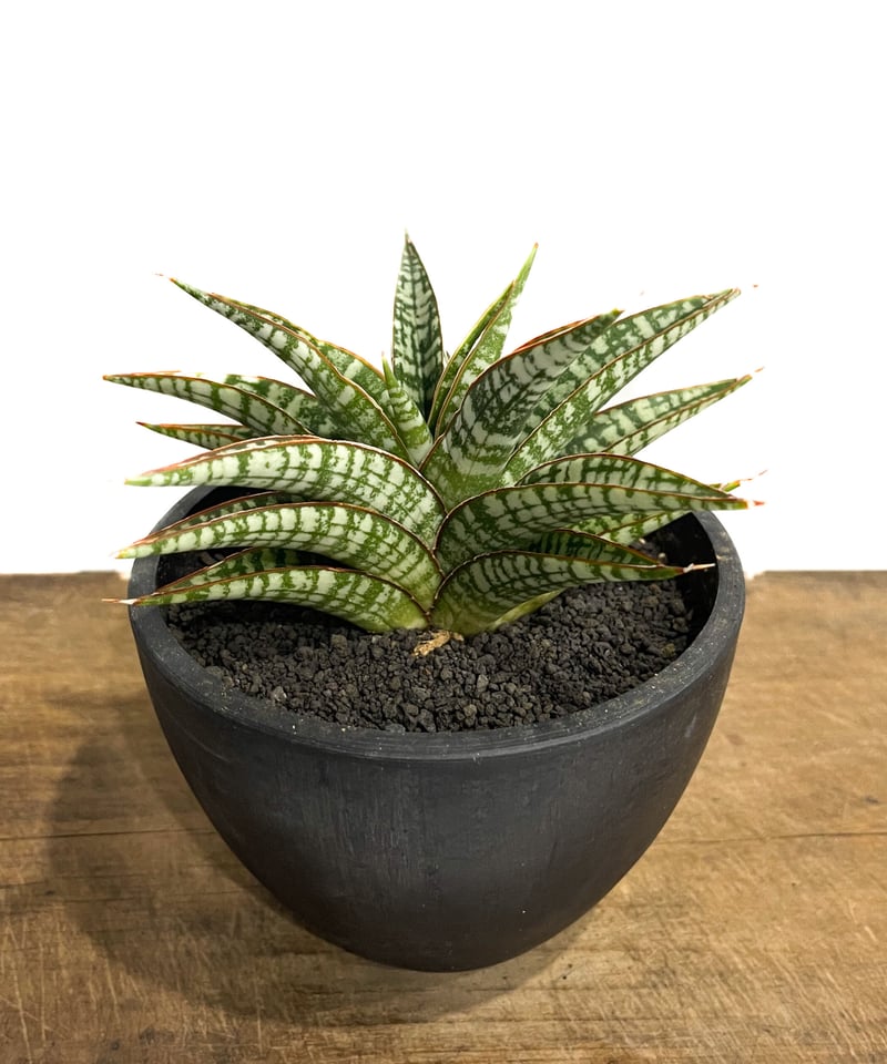 サンセベリア ブントゥン「Sansevieria Bunthung」7/1-896 | SHO サンセベリア ブントゥン「Sansevieria Bunthung」7/1-896 | SHO