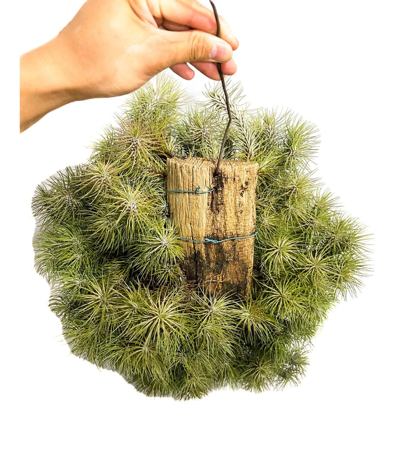 ティランジア フンキアナ レクルビフォリア 「Tillandsia funckiana var