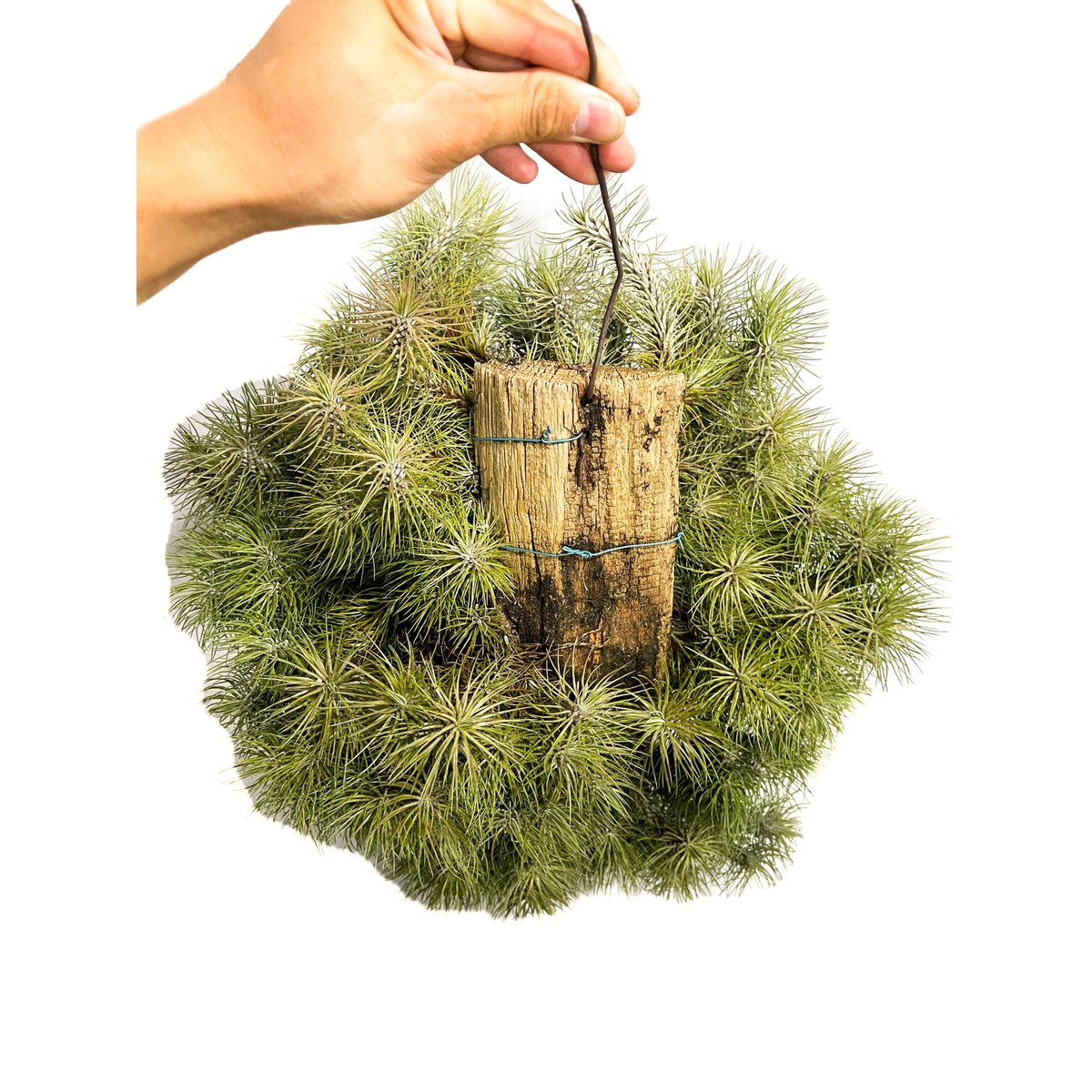 ティランジア フンキアナ レクルビフォリア 「Tillandsia funckiana var