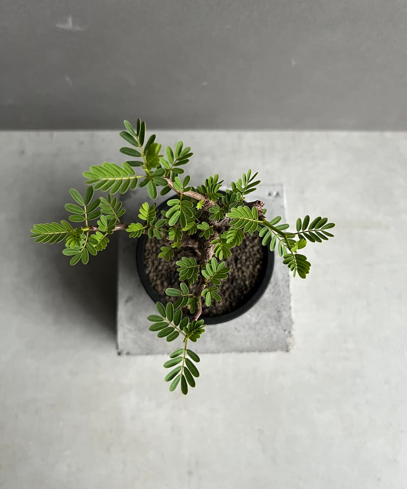 Hazanさん専用センナ メリディオナリス9 Hazanさん専用センナ メリ